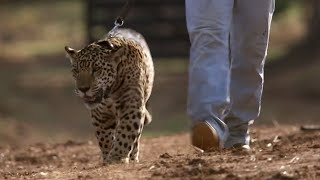 Taking Jaguar Orphans for a Swim | Jaguars Born Free | BBC Earth