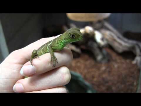 Video: Kinijos Vandens Drakonas - Physignathus Cocincinus Roplių Veislė, Hipoalerginė, Sveikatos Ir Gyvenimo Trukmė