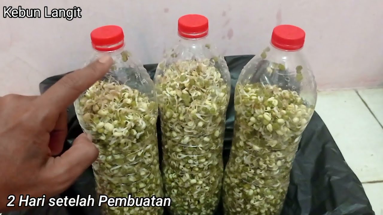 Cara membuat toge anti gagal, Cara Membuat Tauge Dalam Botol Plastik, hidroponik sederhana