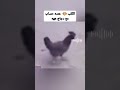 الكلب عندو حساب مع الدجاج هههه Maroc Comedy 