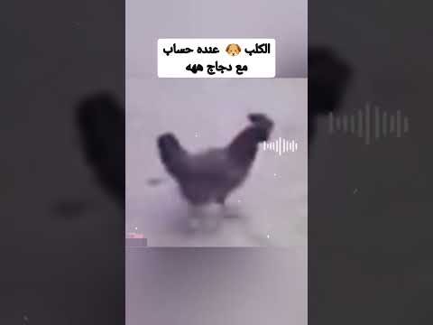 الكلب عندو حساب مع الدجاج هههه Maroc Comedy 