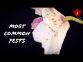 Most common Orchid Pests you'll encounter & How to deal with them! 🐞 | Orchid Care for Beginners