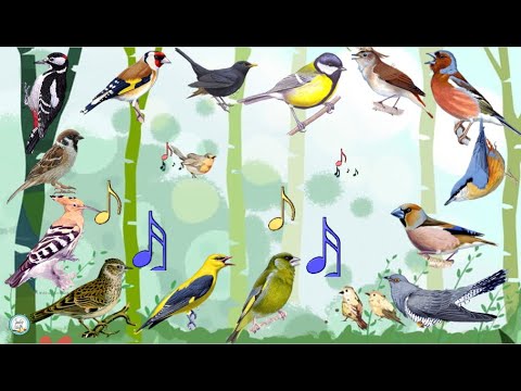 Videó: Eszik a madarak a virágszirmokat?