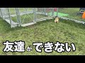 【ドッグラン】人気のドッグランで哀愁漂うポメラニアン。。。