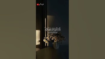 تلاوة في قمه الإبداع والخشوع الشيخ أحمد النفيس🎧❤️‍🩹 #اكسبلور #أرح_سمعك_وقلبك #طمئن_قلبك #احمد_النفيس