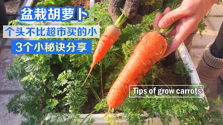 阳台种菜，胡萝卜大采收！3个种植要点和技巧，一次性分享|Tips of grow carrots|如何种出和超市买的一样大的胡萝卜 - 天天要闻