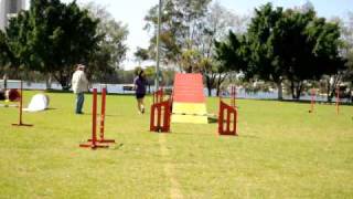 WAAG Elementary Agility