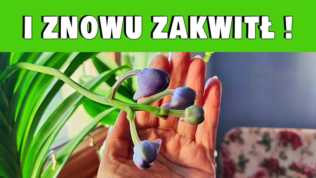 WOW! Drugi raz zakwitł rzadki storczyk! Jak to możliwe?