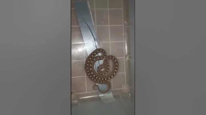 Check this Rhombic egg eating snake defense!!?😱🐍 #shorts #animals #reptiles #snakes #pets #nature