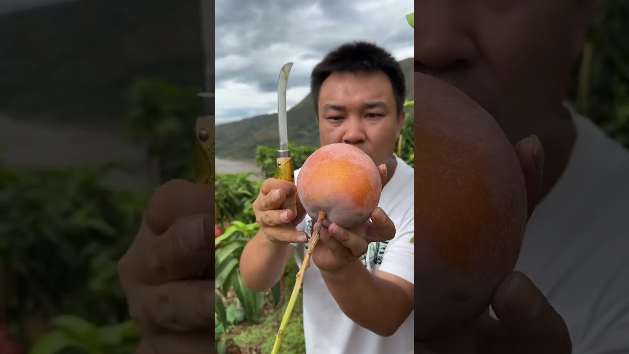breaking a mango