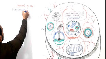 What is Cell | What are Components Of Cell | Structure Of Cell | Learn Easily | Top lesson4u