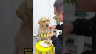 【旺仔很忙🐶Wangzai Is Busy】不知道这狗子哪来的这么大脾气I Don't Know Where This Dog Got Such A Big Temper.