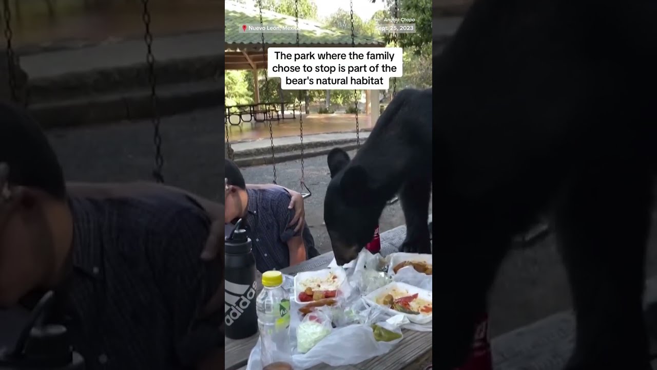 Family Picnic In Mexico Interrupted By Hungry Black Bear