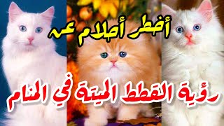 رؤية القطط الميتة في المنام تفسير حلم القطط في المنام