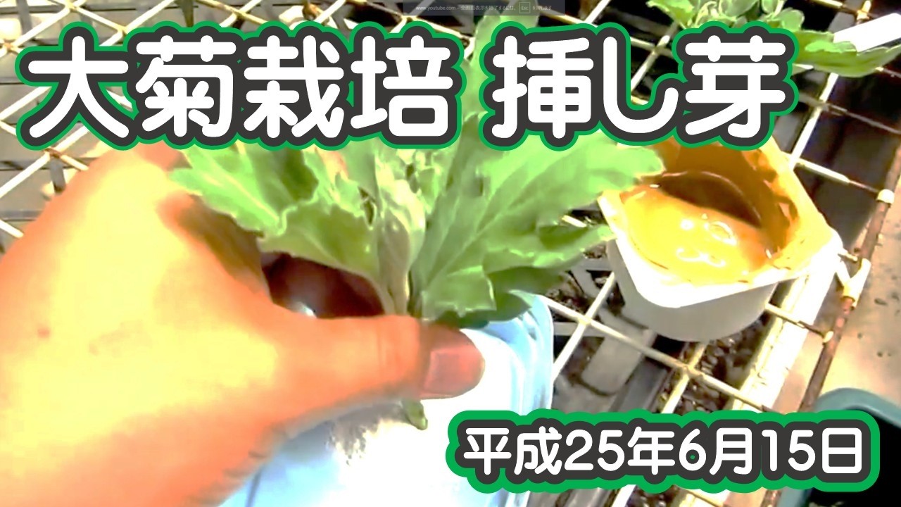 挿し芽のやり方 Youtube