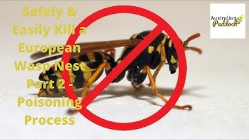 Safely & Easily Kill a European Wasp Nest Part 2 - Poisoning Process