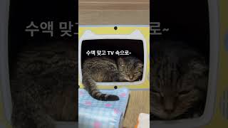 #고양이 #cat #kidneyfailure #신부전 #수액 #ivfluids #tv #btsarmy #집사