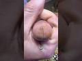 Animales que Sobreviven Sin Corazón