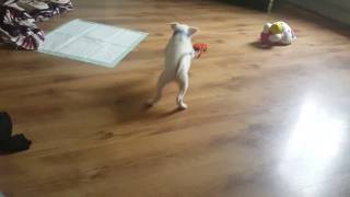 9 Week Old Staffy Pup