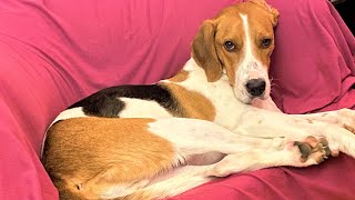 My rescued American foxhound: from the streets to his forever home