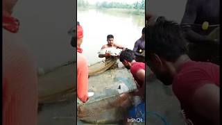 10kg rui fish catching my pond#shorts