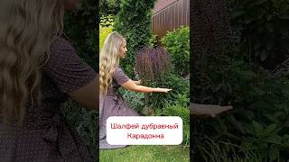 Шалфей дубравный Карадонна. Продлить цветение шалфея. #рекомендации #дача #сад #природа #garden