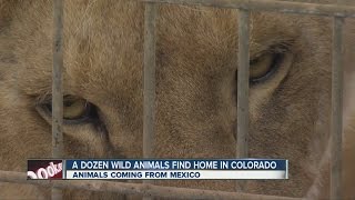 Exotic animals from Mexico find home in Colorado