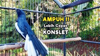Download Lagu TERAPI KACER GACOR ISIAN ATASI KACER MACET BUNYI LANGSUNG NYAUT BUKOR EMOSI | LEBIH CEPAT KONSLET MP3 Download Lagu TERAPI KACER GACOR ISIAN ATASI KACER MACET BUNYI LANGSUNG NYAUT BUKOR EMOSI | LEBIH CEPAT KONSLET MP3