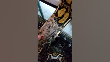 Helping a big snake shed! #snake #python #wildlife #youtubeshorts #reticulatedpython #animals