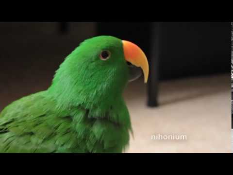 Video: Bird жұт