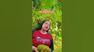 TERPAKSA @SARAF892 #youtubeshorts #dangdut #musikhiburan  #ytshorts #hiburan  #shortsvideo