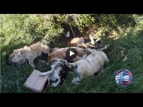 ვიდეო: რუმინეთის სასამართლომ გადაწყვეტილება მიიღო მაწანწალა ძაღლის ევთანაზიის კანონის შესახებ