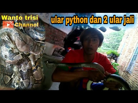 memberi minum ular sanca kembang besar/python dan ular jali kandang Wanto trisi