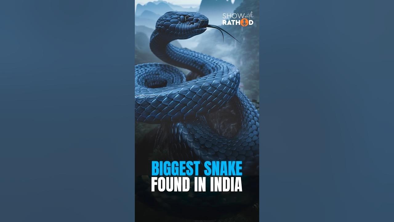 Biggest Snake Found In India Vasuki Indicus shortsvideo YouTube from-myth-to-reality-world-s-biggest-snake-vasuki-discovered-in