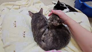 Shelter Kittens Oopsie Poopsie & Yelena Canoodle While Tink Furiously Cleans Herself! [REAL]
