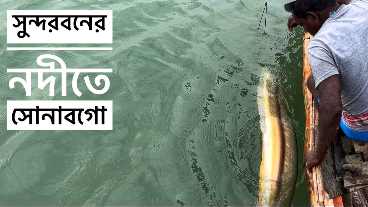 আজ আবার ধরলাম সোনাবগো(ellfish) নদী থকে fishing video in river (fishing ...