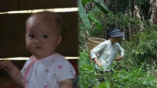 Ly Tieu Ca - การเก็บเกี่ยวกล้วยป่าและผัก | ชีวิตของแม่เลี้ยงเดี่ยววัย 17 ปี
