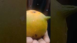 Mangoes with Nose