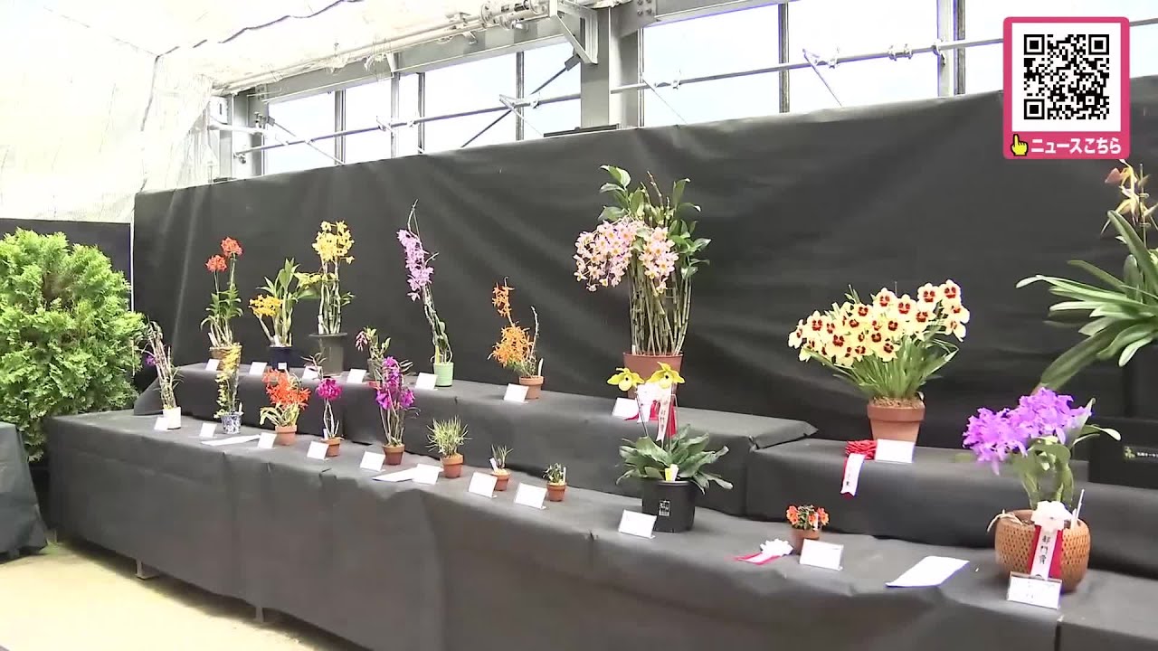 市民ラン展』札幌・百合が原公園で開催中！50種超の洋ラン62鉢展示
