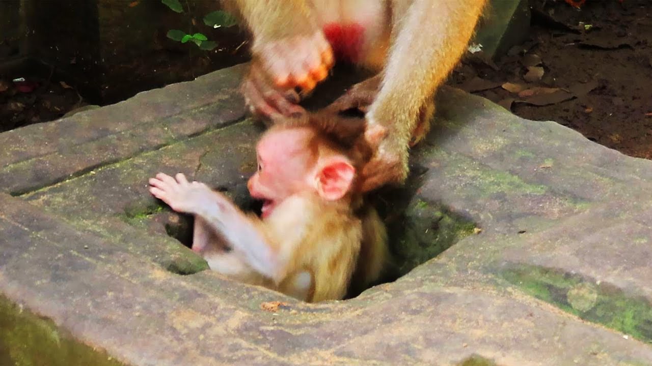 Hot Even! God Help!...Poor Baby, Lovely Baby Monkey I Primate