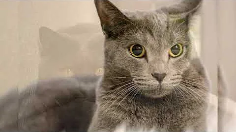 Video 11623151: chartreux, blue breed