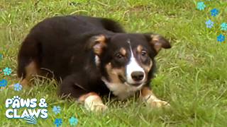 Why Your Dog Acts Like A Wolf: The Science of Instinct | Animals World