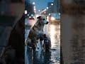 A Mother Dog Begs for Help in the Rain… But No One Stops 💔🐶”