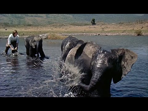 Baby Elephant Walk, by Henry Mancini & His Orchestra (Hatari!  1962, Elsa Martinelli, John Wayne)
