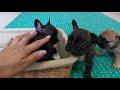 2019年6月3日生まれフレンチブルドッグ兄弟飼い主様募集中です