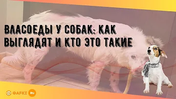 Власоеды у собак: как выглядят и кто это такие