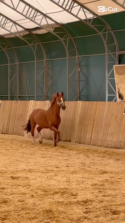 Trot😍#horse #pony #equestrian #equestrianlove #horselove