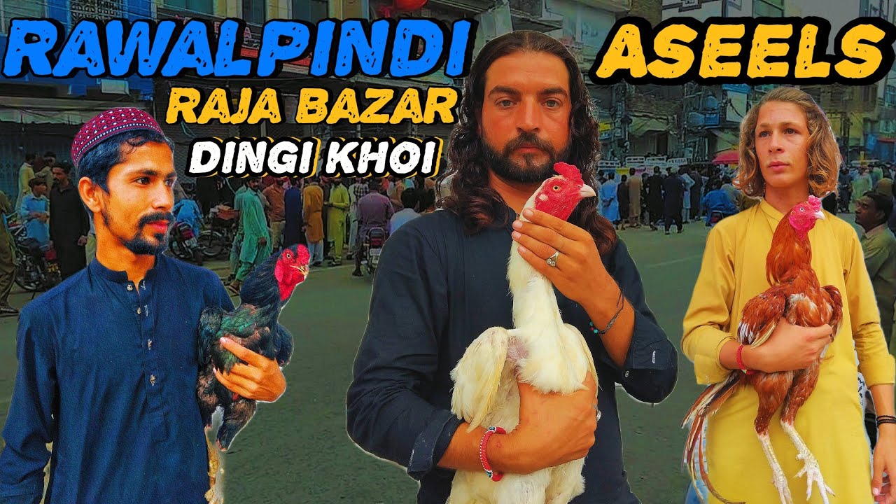 Rawalpindi Raja Bazar Aseel Murgha Mandi – High Quality & Low Price 2025 || Capital Aseel Club