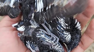 SUMMER: BIRDS NESTING IN CLOSE PROXIMITY, PLECI BIRDS ARE THE MOST ABUNDANT