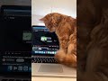 Wenn dich das Nickerchen komplett aus dem Leben haut 😴🐱